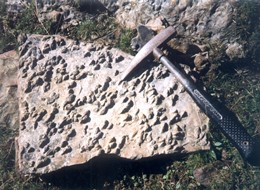 Fossil burrows created by alternating siltd and sands 